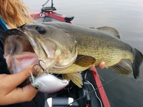 The Storm Arashi Wake Crank is a great summer menu option for largemouth or smallmouth bass. (Supplied photo)