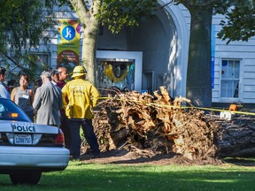 Officials stand by a tree that fell near the Kidspace Children's Museum in Pasadena, Calif., Tuesday, July 28, 2015. Witnesses say the tree made a cracking sound and came down on children just as a summer day camp at the museum was letting out for the day (Walt Mancini/The Pasadena Star-News via AP)