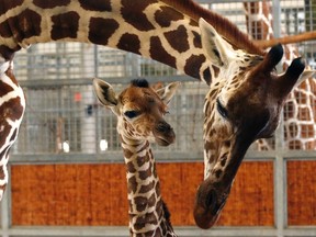 Giraffes (Cathy Burkey/AP files)
