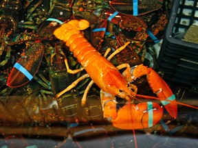 A rare bright orange lobster shares the tank with regular lobsters at the Fisherman's Catch Seafood restaurant in Raymond, Maine, Thursday, July 23, 2015. (AP Photo/Robert F. Bukaty)
