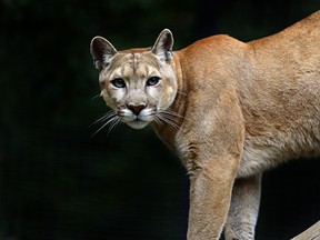 An Ohio man who posted a video of himself petting cougars at a Columbus zoo appealed no contest to a trespassing charge on Wednesday and has to spend two days in jail and pay more than $200 in fines, court documents said.