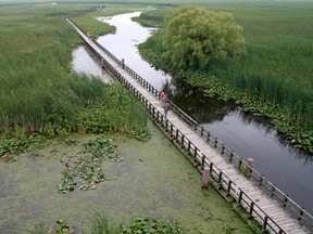 The boardwalk in the marsh at Point Pelee National Park in Ontario.