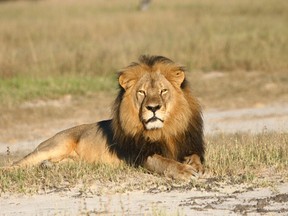 In this undated photo provided by the Wildlife Conservation Research Unit, Cecil the lion rests in Hwange National Park, in Hwange, Zimbabwe. (Andy Loveridge/Wildlife Conservation Research Unit via AP)