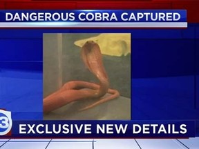 The two-foot (60-cm) long albino monocled cobra that had camped out in the hallway of a luxury Houston condominium building was captured by police and animal control officers, authorities said on Thursday. (abc13.com screengrab)