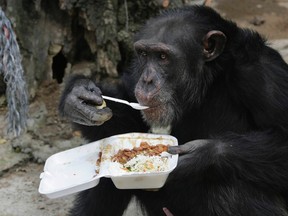 A chimpanzee eats its lunch using a spoon at Villa Lorena animal refugee center in Cali, Colombia, in this file photo taken October 20, 2009. (REUTERS/Jaime Saldarriaga/Files)