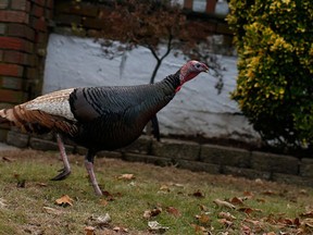 A file photo of a wild turkey. REUTERS/Mike Segar