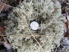 Reindeer lichen, also commonly known as reindeer or caribou moss, is July's species of the month, a program the city launched in January to celebrate the successes of reforestation programs -- nearly 10 million trees strong.
