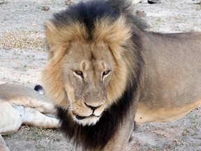Cecil the Lion was lured out of a sanctuary and killed.