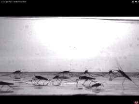 Water striders. (YouTube screenshot)