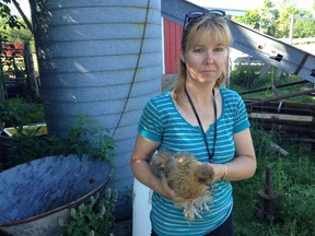 Cindy Jeffrey holds one of her daughters show birds at the family's farm in Odessa on Friday July 31, 2015. Eleven of her daughter's show chickens were stolen last Saturday. Elliot Ferguson/Kingston Whig-Standard/Postmedia Network