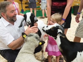 A young girl watches as NDP Leader Thomas Mulcair pets goats while visiting an agricultural fair in St-Hyacinthe, Que., on July 29, 2015. (THE CANADIAN PRESS/Paul Chiasson)