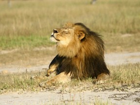 Cecil the lion is seen at Hwange National Parks in this undated handout picture received July 31, 2015. (REUTERS/A.J. Loveridge/Handout via Reuters)