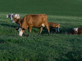 Cows are pictured in this file photo. (Fotolia)
