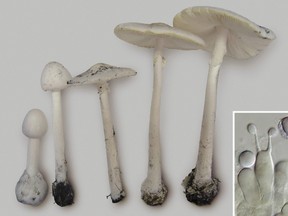 Specimens of Amanita bisporigera at varying stages of maturity. (Canadian Press)