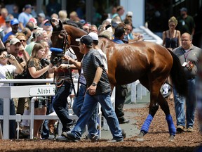 A large crowd looks on as Triple Crown winner American Pharoah is walked in the paddock area at Monmouth Park in Oceanport, N.J., on July 31, 2015. American Pharoah was being prepared for the running of the Haskell Invitational horse race on Aug. 2, 2015. (MEL EVANS/AP)