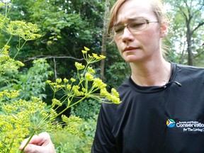 Karen McDonald, of Toronto Region Conservation Authority, with some wild parsnip which should be avoided by people and pets. (Michael Peake/Toronto Sun)
