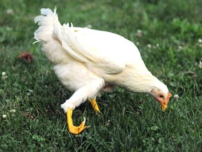 In this Wednesday, July 29, 2015 photo, Cecily, a three-month old Leghorn chicken who has a deformed right leg, stands in Lancaster, Mass. Cecily is getting fitted with a prosthetic leg at Tufts University's Cummings School of Veterinary Medicine. (Steve Lanava/Worcester Telegram & Gazette via AP)