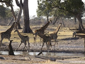 Giraffe gather at a water hole in Zimbabwe's Hwange National Park, August 2, 2015.   REUTERS/Philimon Bulawayo