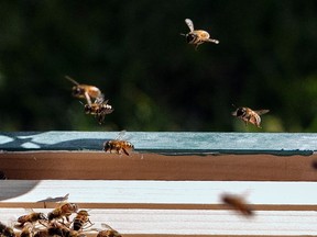 In this May 2, 2015 photo, a "swarm" of honey bees that was hanging from a holly bush in the yard of Nita Snoot and Jim Wilson in Conway, S.C. (Jason Lee/The Sun News via AP/Files)