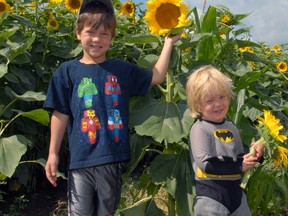Six-year-old Van McVeigh and his three-year-old brother Will are dwarfed by sunflowers growing on the farm of their grandfather, Richard Andrews, located on Ron McNeil Line. Since 2006, Andrews has encouraged the public to enjoy and cut the sunflowers to take home.