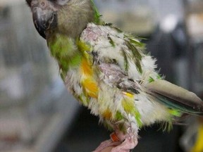 More than 550 exotic birds from a pet store and breeding facility have been seized by the Montreal SPCA. (Montreal SPCA photo)