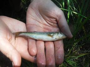 There are new signs of life in Nolin Creek, a branch of Junction Creek that flows through the Donovan area of Sudbury.