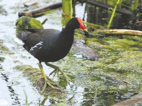This common gallinule lives in Mitchell’s Bay on the east side of Lake St. Clair. Although widespread across the eastern U.S. during breeding season, there are few places to see gallinules in Canada. (BILL CORNELL/SPECIAL TO POSTMEDIA NEWS)