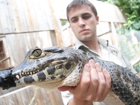 Shane McConnell, director of marketing and sponsorship at Little Ray's Reptile Zoo, holds a Yacare caiman that recently arrived from a British Columbia conservation authority. (MATT DAY/OTTAWA SUN)