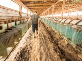 Kirk Rankin of RBR Farms Inc. walks through his barns at his farm near St. Marys, which are once again full of mink. Intruders broke into the property last month and released more than 6,000 of Rankin?s mink. (Geoff Robins, The Canadian Press)