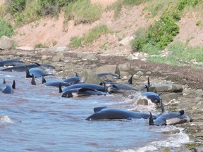 Beached whales are shown on the shores of St. George's Bay in Judique, N.S., on Tuesday, August 4, 2015. A resident of a small community on Cape Breton's west coast says about 25 people rallied to try and save 16 beached pilot whales today after they became stuck on the rocky shores of St. George's Bay. Linden MacIntyre, a former journalist who lives about a kilometre from the bay in Judique, N.S., says he believes the whales were beached early Tuesday morning as the tide went out. THE CANADIAN PRESS/HO - Elaine Legault