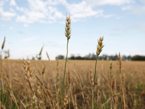 Farmer's field in Brazeau County in summer 2015. Ian Kucerak/Edmonton Sun