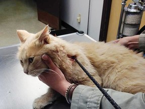 Tiny, the cat is seen at the veterinary s office with an arrow that was shot through it upper back in Viking Alberta. Photo Supplied/Erika Josephison