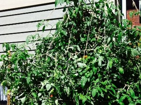 Tomato plant