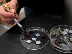 Jillian Buriak, chemistry professor at the University of Alberta and Canada Research chair of nano-materials, sifts through a jar of tiny solar cells at her lab at the Centennial Centre for Interdisciplinary Science on Thursday June 18, 2015. Trevor Robb/Edmonton Sun/Postmedia Network