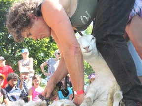 Indian River's Geraldine Heffernan shears a lamb during a demonstration of sheep shearing at the sheepdog trials in Grass Creek Park, east of Kingston, on Friday. Various other animal activities were also on display, including dog agility, dock dogs and police Canine Unit work. (Michael Lea/The Whig-Standard/Postmedia Network)