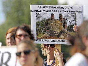 Protesters hold signs during a rally outside the River Bluff Dental clinic against the killing of a famous lion in Zimbabwe, in Bloomington, Minnesota July 29, 2015. Wildlife officials on Tuesday accused American hunter Walter Palmer of killing Cecil, one of the oldest and most famous lions in Zimbabwe, without a permit after paying $50,000 to two people who lured the beast to its death. REUTERS/Eric Miller