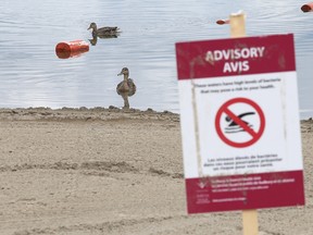 Ducks swim in the water at Nepahwin Beach in Sudbury, Ont. on Friday, Aug. 7, 2015. The Sudbury and District Health Unit has posted signs at Nepahwin beach advising against swimming.Gino Donato/Sudbury Star