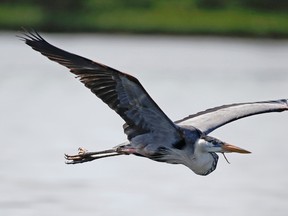 In this Friday, June 19, 2015 photo, a great blue heron flies near the shore of Snake Key, off Florida’s Gulf Coast. In May, Seahorse Key fell eerily quiet, as thousands of birds suddenly disappeared, and biologists are trying to find the reason why. U.S. Fish and Wildlife Service biologist Vic Doig said what was once the largest bird colony on the state’s Gulf Coast is now a “dead zone.”  (AP Photo/John Raoux)