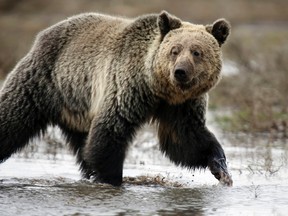 Grizzly bear. 

REUTERS/Jim Urquhart/Files