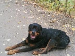 Al and Marlene Larsen's 12-year-old pet dog Molson, a geriatric Rottweiler with canine hip dysplasia, was killed in August 2013 after a neighbour's female Rottweiler jumped the fence into the yard of their Dovercourt home and attacked. PHOTO SUPPLIED