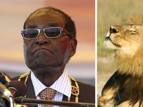 President Robert Mugabe waits to address crowds gathered for Zimbabwe's Heroes Day commemorations  in Harare, August 10, 2015 and Cecil the lion at Hwange National Parks in this undated handout picture. (REUTERS/Philimon Bulawayo and REUTERS/A.J. Loveridge/Handout via Reuters)