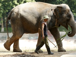 A mahout walks next to an elephant at the zoo in Hanoi, Vietnam August 8, 2015. The zoo's elephants were free to roam inside a semi-natural enclosure for the first time after an electric fence was set up with the help of sponsorship by the charities Animals Asia Foundation (AAF) and Change for Animals Foundation (CFAF), according to an AAF media release. REUTERS/Kham