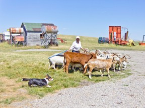 Lore Bruder and Daisy-May demonstrate sheep herding.