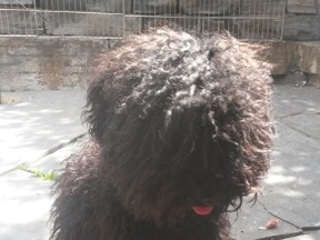 A snapshot of Afro Man, the poodle with two broken legs who was found abandoned on the side of the road near Morley, Alta. (Submitted photo)