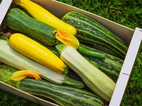 People who grow zucchini often end up giving away the nutritious, versatile squash by the bagful because it grows so plentifully. (Fotolia)