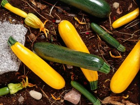 The two most common varieties of zucchini are green and yellow. This prolific produce is usually picked when it is immature but can grow much bigger and is edible at any size. The zucchini blossoms are also edible and are often served stuffed or with a tempura coating. (The Canadian Press/Ho - Foodland Ontario)