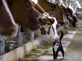 Dairy cows nuzzle a barn cat as they wait to be milked at a farm in Granby, Quebec, in this file photo taken July 26, 2015. New Zealand dairy farmers have a message for their Canadian counterparts, who worry that a Pacific trade deal will throw them on the mercy of world markets and devastate their industry: It's not so bad.  REUTERS/Christinne Muschi/Files