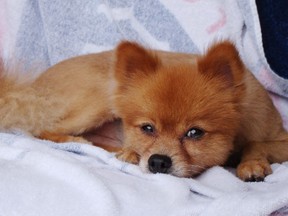 This undated photo provided by Ronald Boisvert shows his dog Fox, who went missing from his south Florida condominium on Friday, Aug. 7, 2015. The dog's owners found its body outside their home the next day, and a veterinarian confirmed that it had been beaten to death. The Pembroke Pines Police Department is investigating the incident. (Ronald Boisvert via AP)