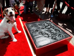 The dog Uggie, featured in the film "The Artist", is pictured after leaving his paw prints in cement in the forecourt of the Grauman's Chinese theatre in Hollywood, California June 25, 2012.  REUTERS/Mario Anzuoni