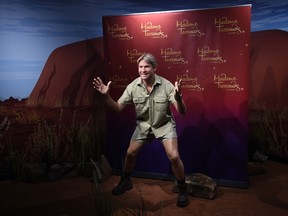 The world's first wax figure of Australian icon Steve Irwin is seen at Madame Tussauds in Sydney on August 12, 2015. Steve Irwin, known as the Crocodile Hunter, was a highly respected wildlife expert and conservationist killed 9 years ago by a stingray whilst filming a wildlife show. AFP PHOTO / Peter PARKS